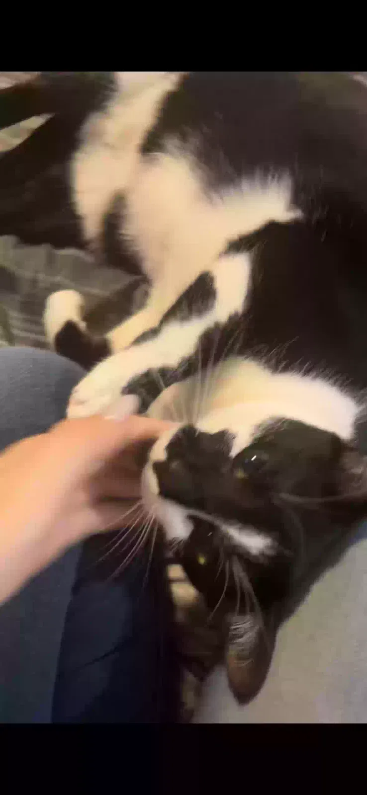 Lost cat in Corpus Christi, TX, 78415
