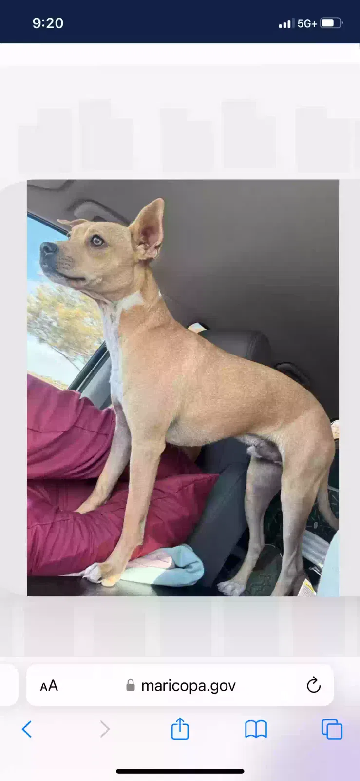 Lost dog in Phoenix, AZ, 85027
