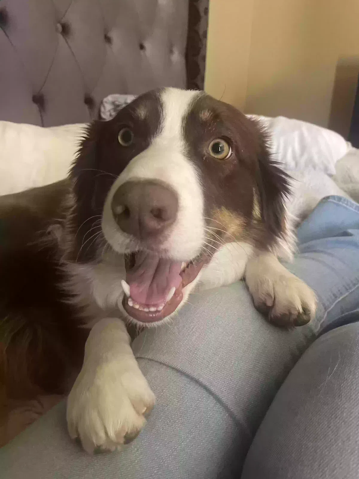 Lost dog in Chandler, AZ, 85286