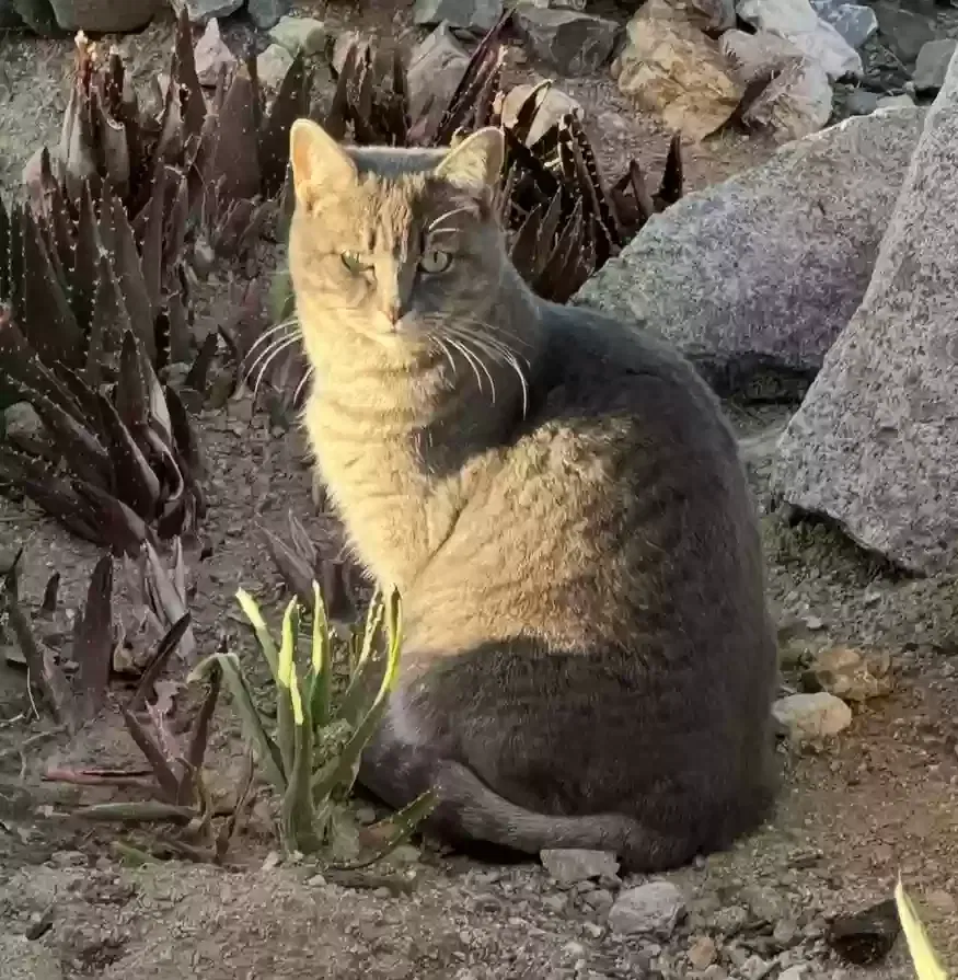 Lost cat in Apple Valley, CA, 92308