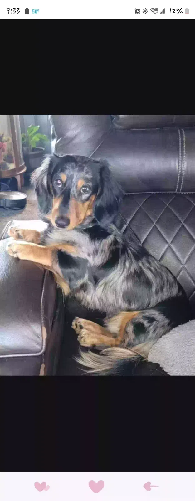Lost dog in Pueblo, CO, 81008