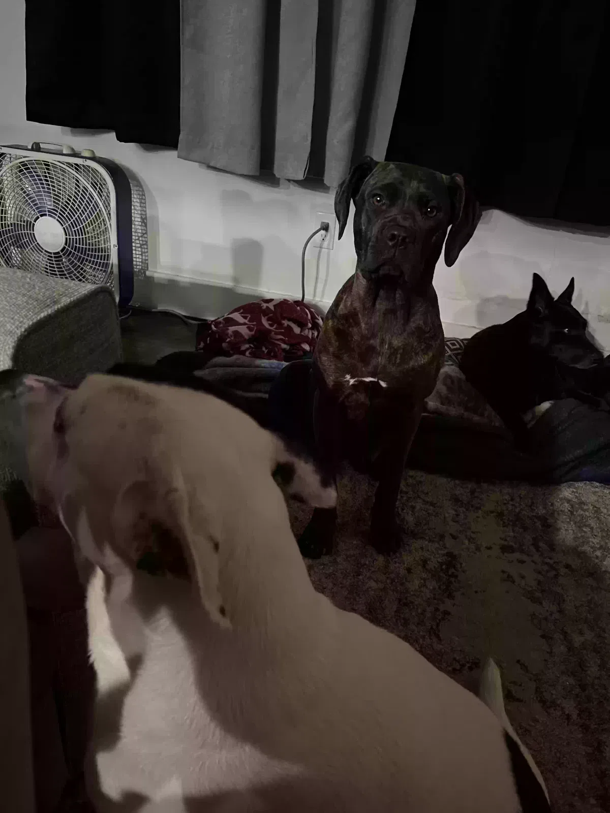 Found dog in Tulsa, OK, 74108