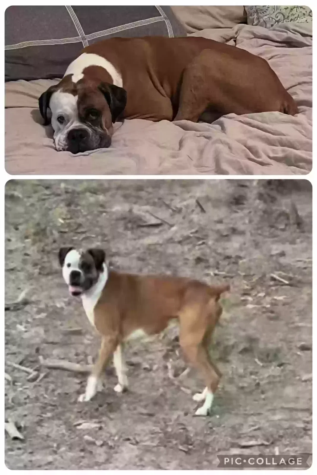 Lost dog in Big Sandy, TX, 75755