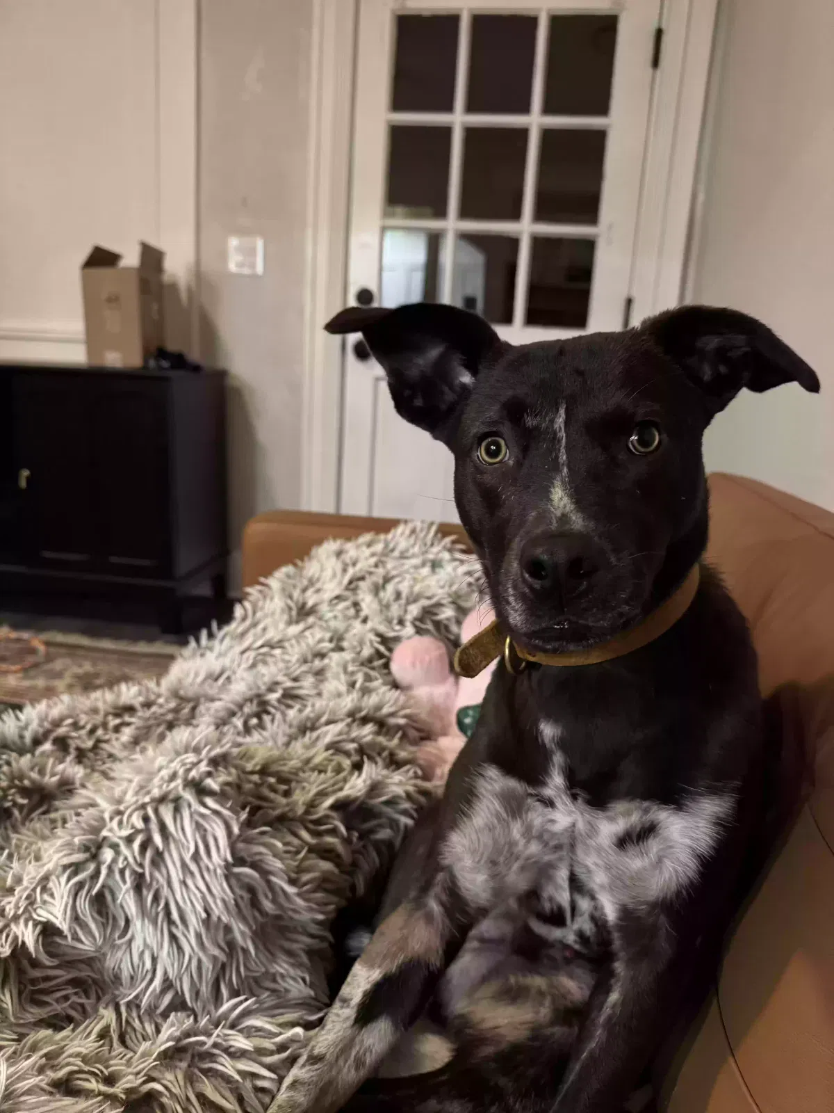 Lost dog in Tampa, FL, 33605