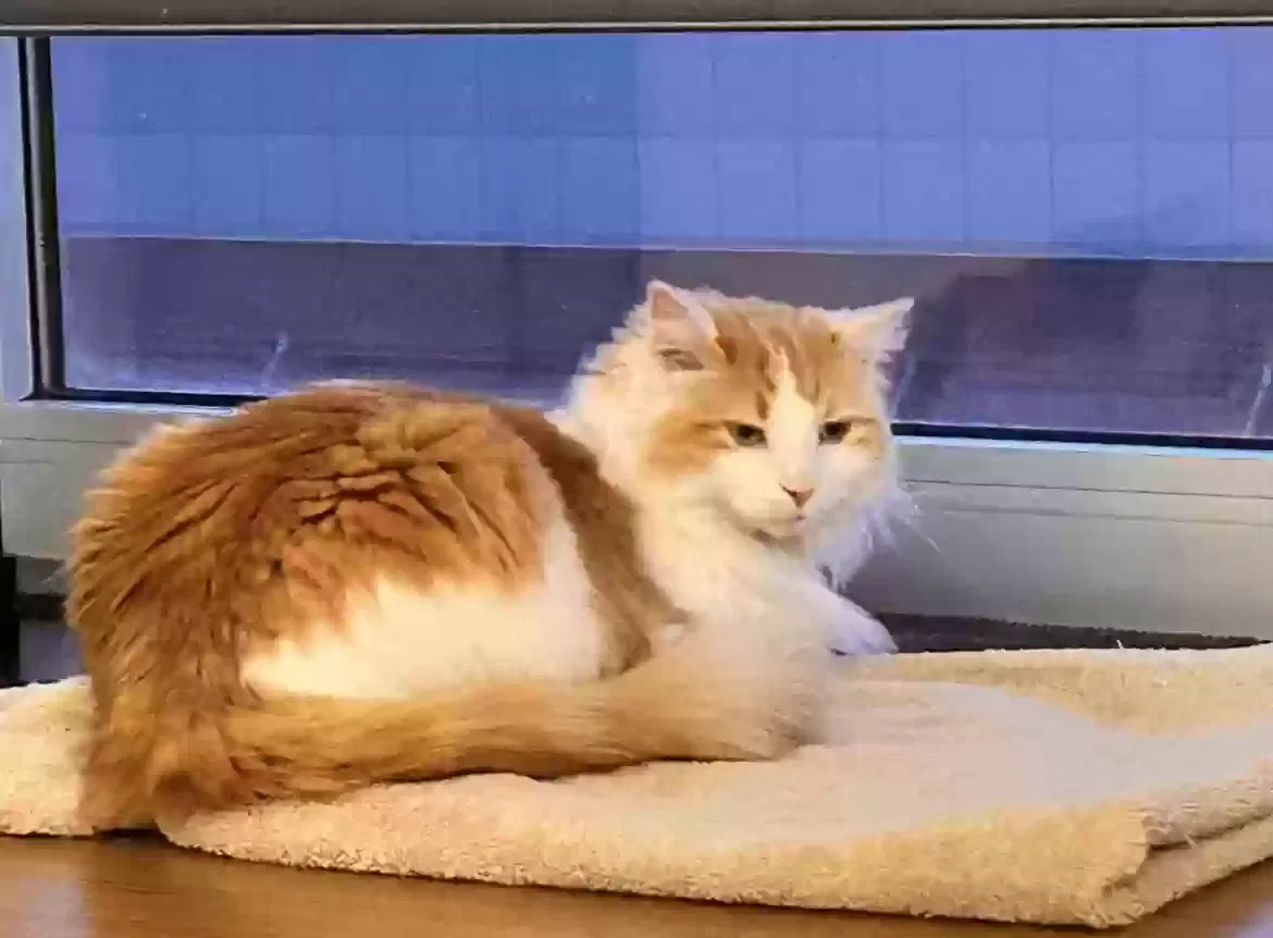 Lost cat in Columbia City, IN, 46725