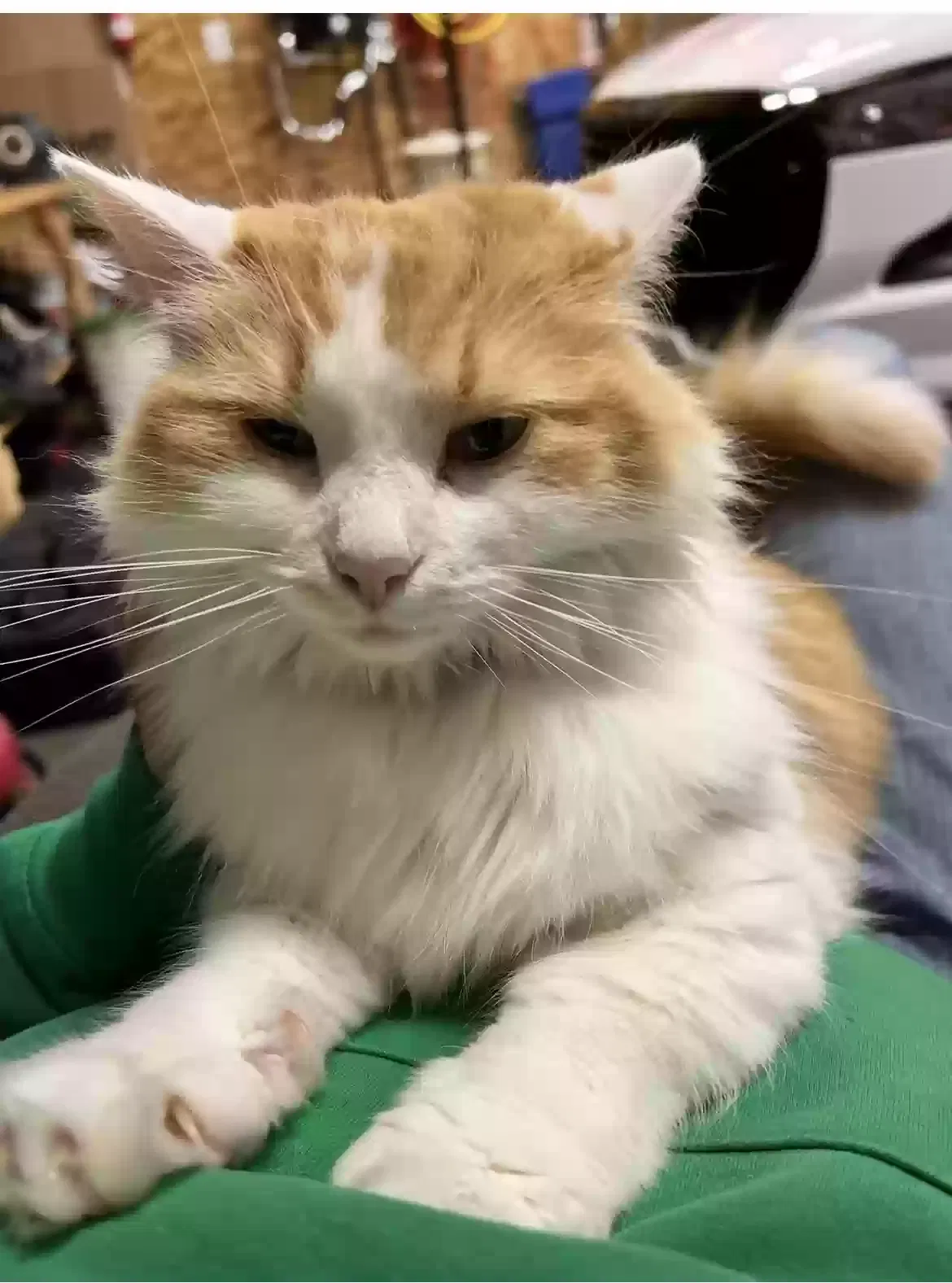 Lost cat in Muncie, IN, 47305