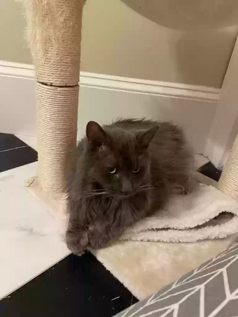 Found cat in Roswell, GA, 30075