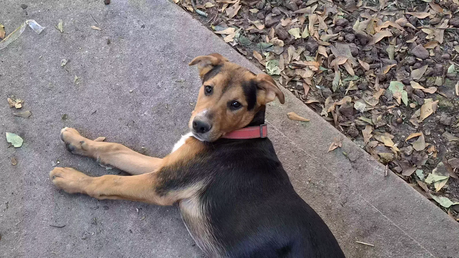 Lost dog in Cedar, MI, 49621