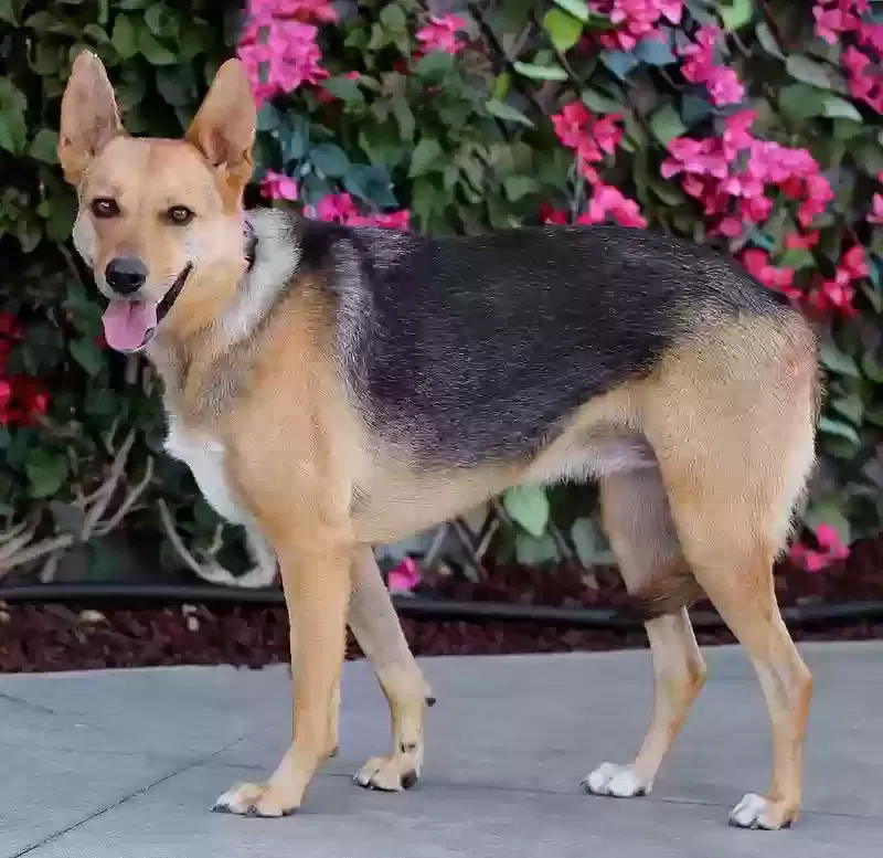 Lost dog in Los Angeles, CA, 90018