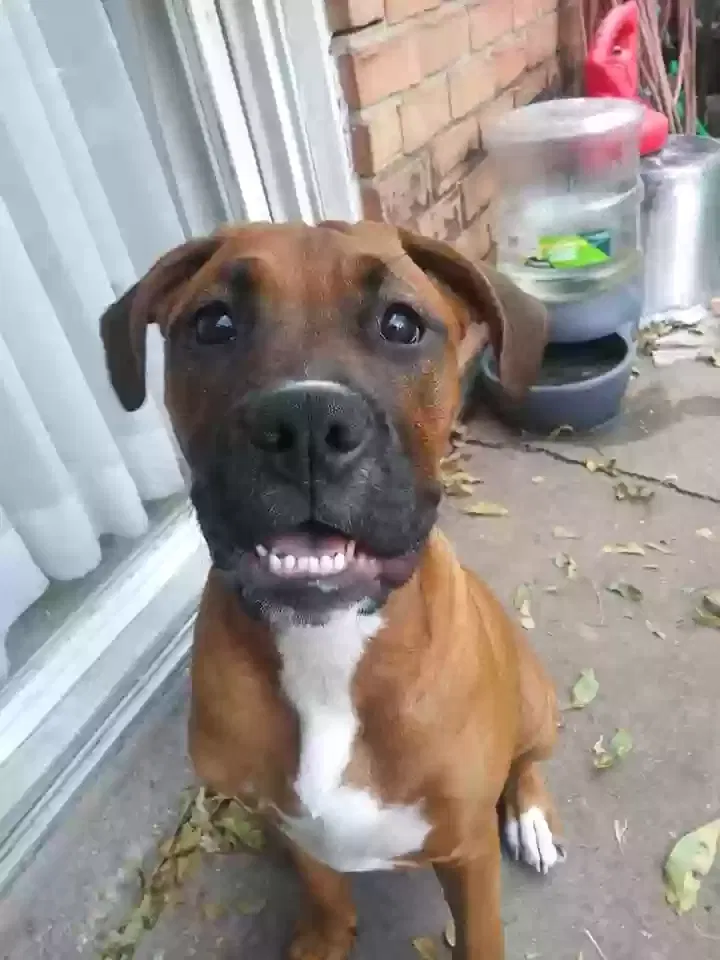 Lost dog in Bedford, TX, 76022