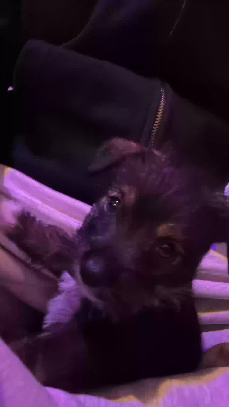 Lost dog in Kyle, TX, 78640