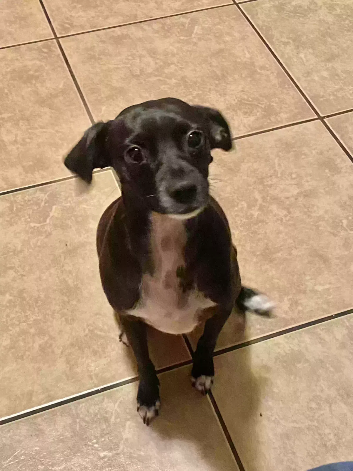Lost dog in Bakersfield, CA, 93304