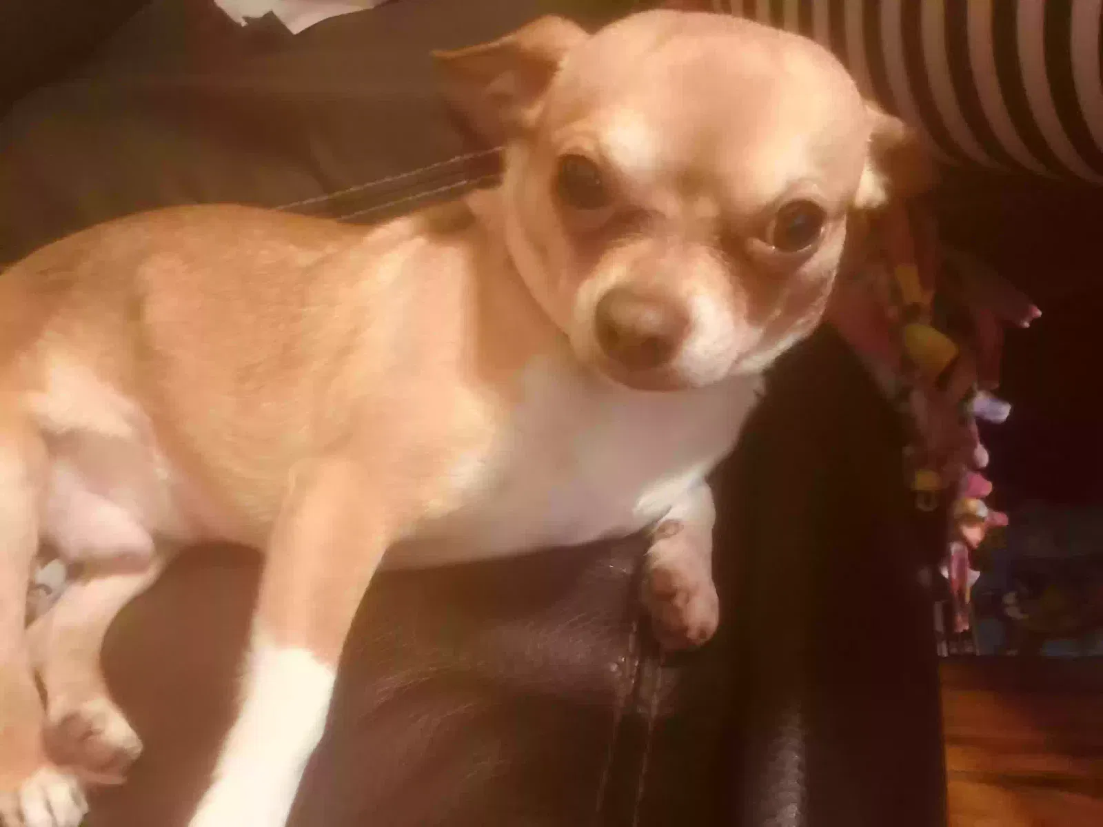 Lost dog in Charleston, SC, 29403