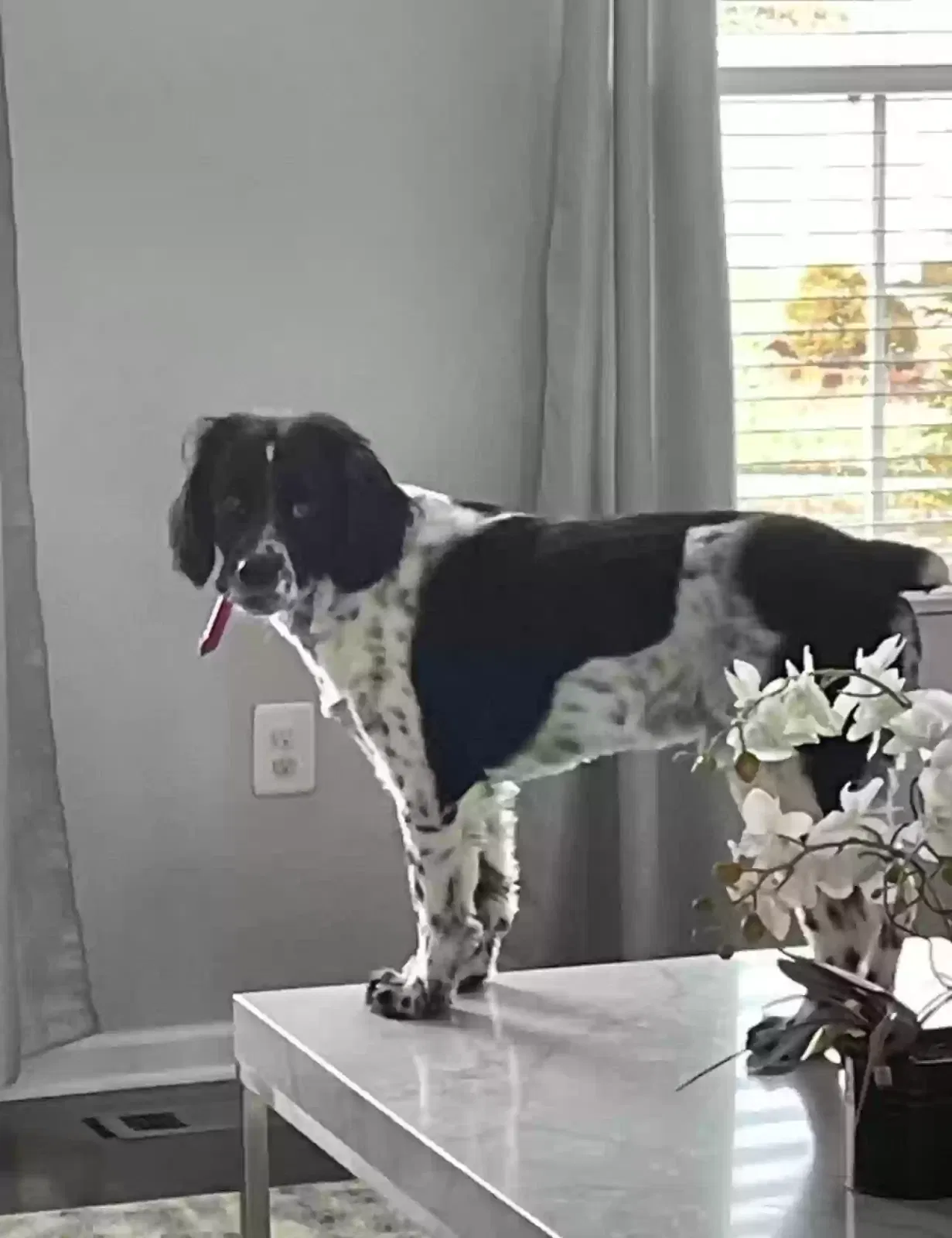 Lost dog in Fredericksburg, VA, 22405