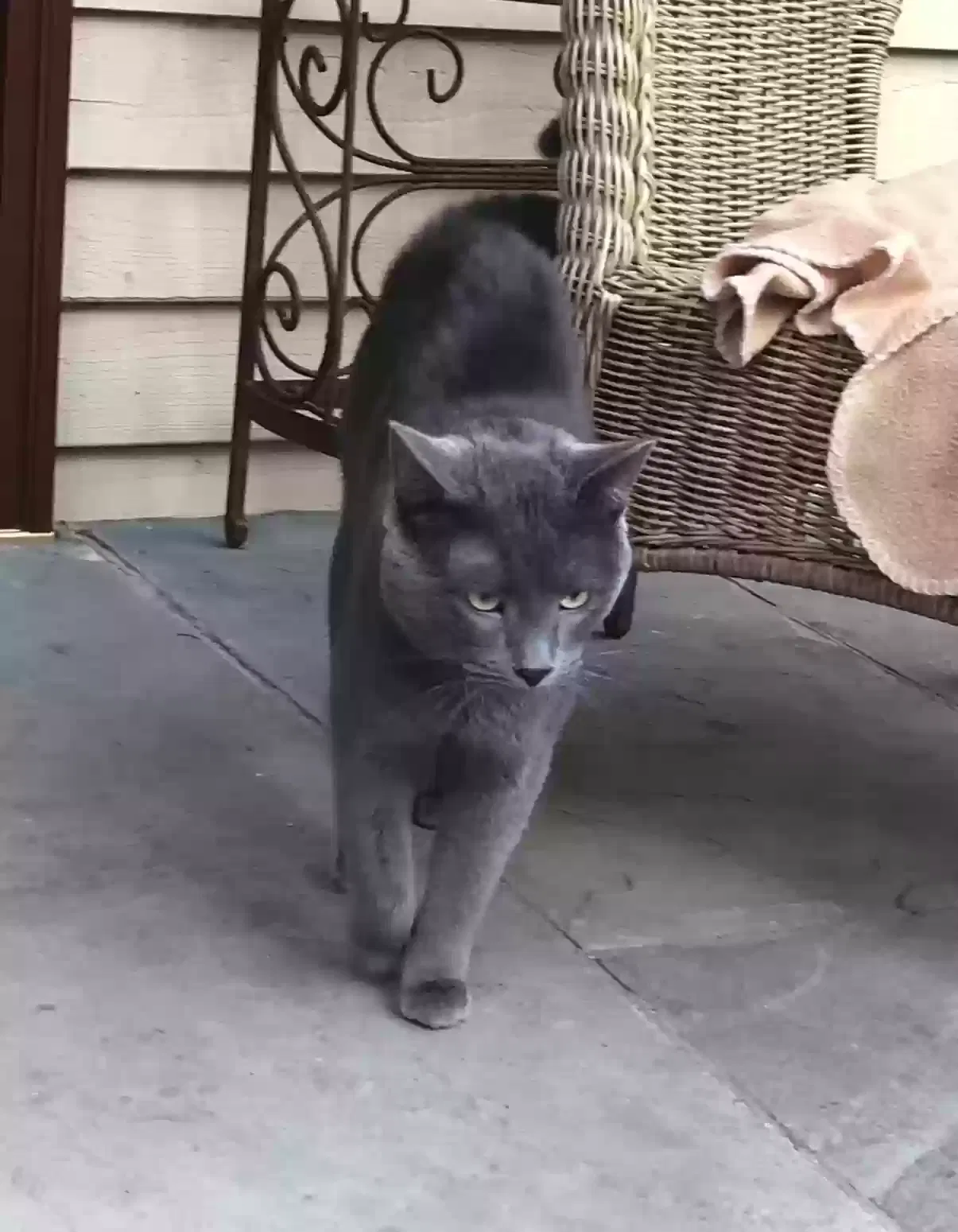 Lost cat in Lake Forest, IL, 60045