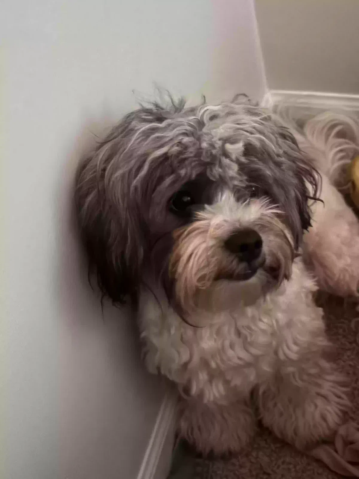 Lost dog in Joliet, IL, 60431