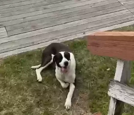 Lost dog in Hot Springs National Park, AR, 71901