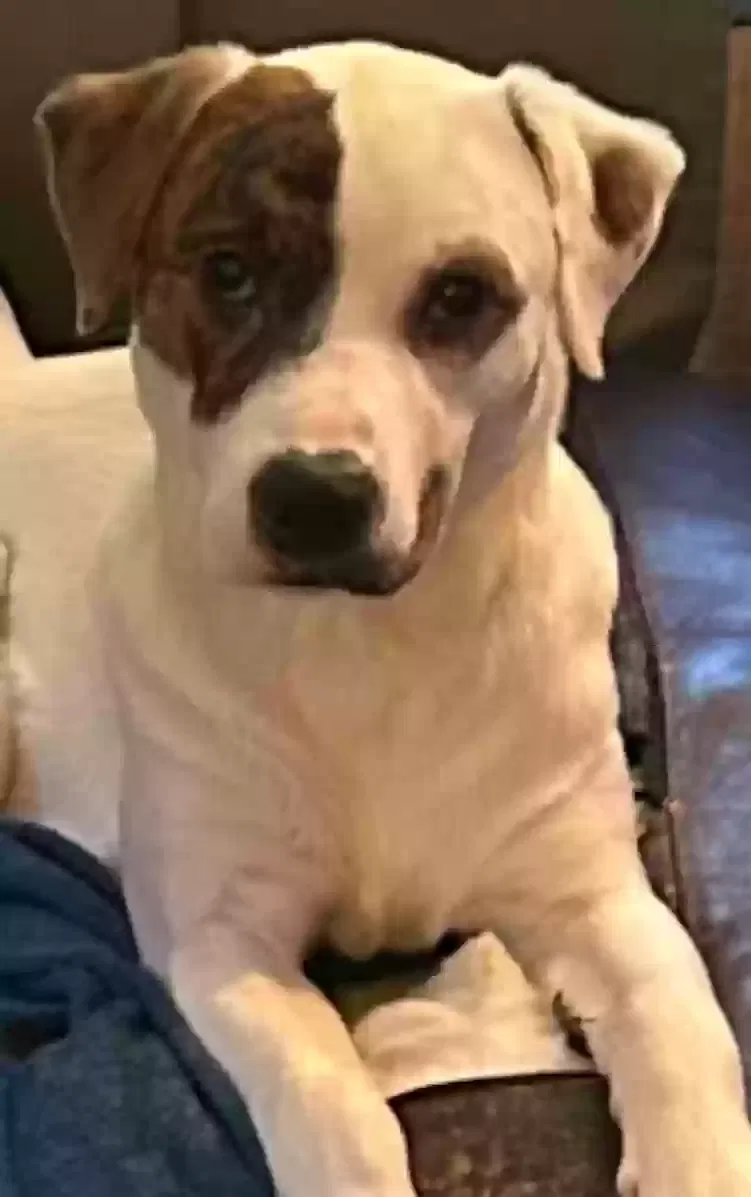 Lost dog in Edwardsville, IL, 62025