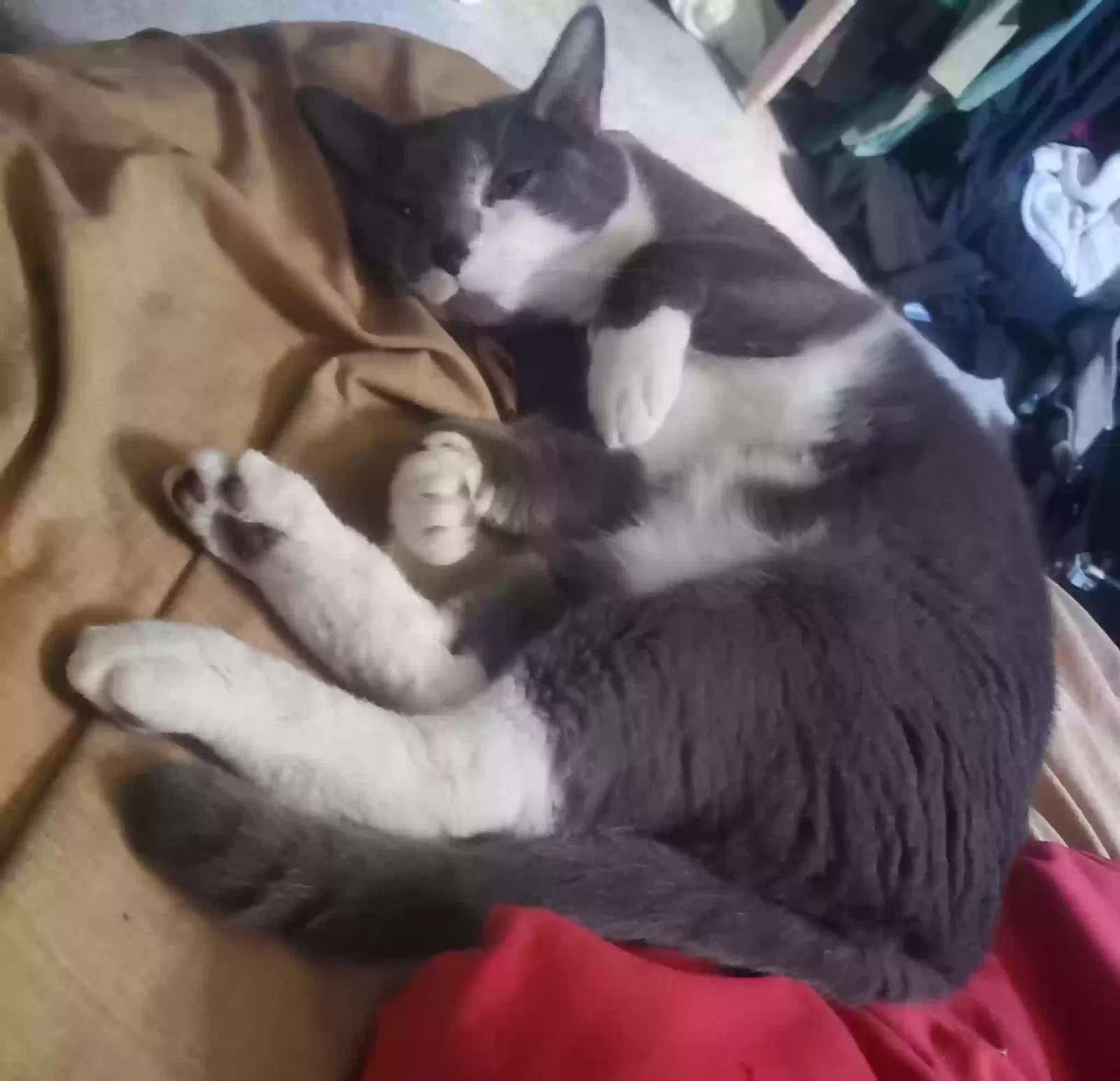 Lost cat in Hopewell, VA, 23860