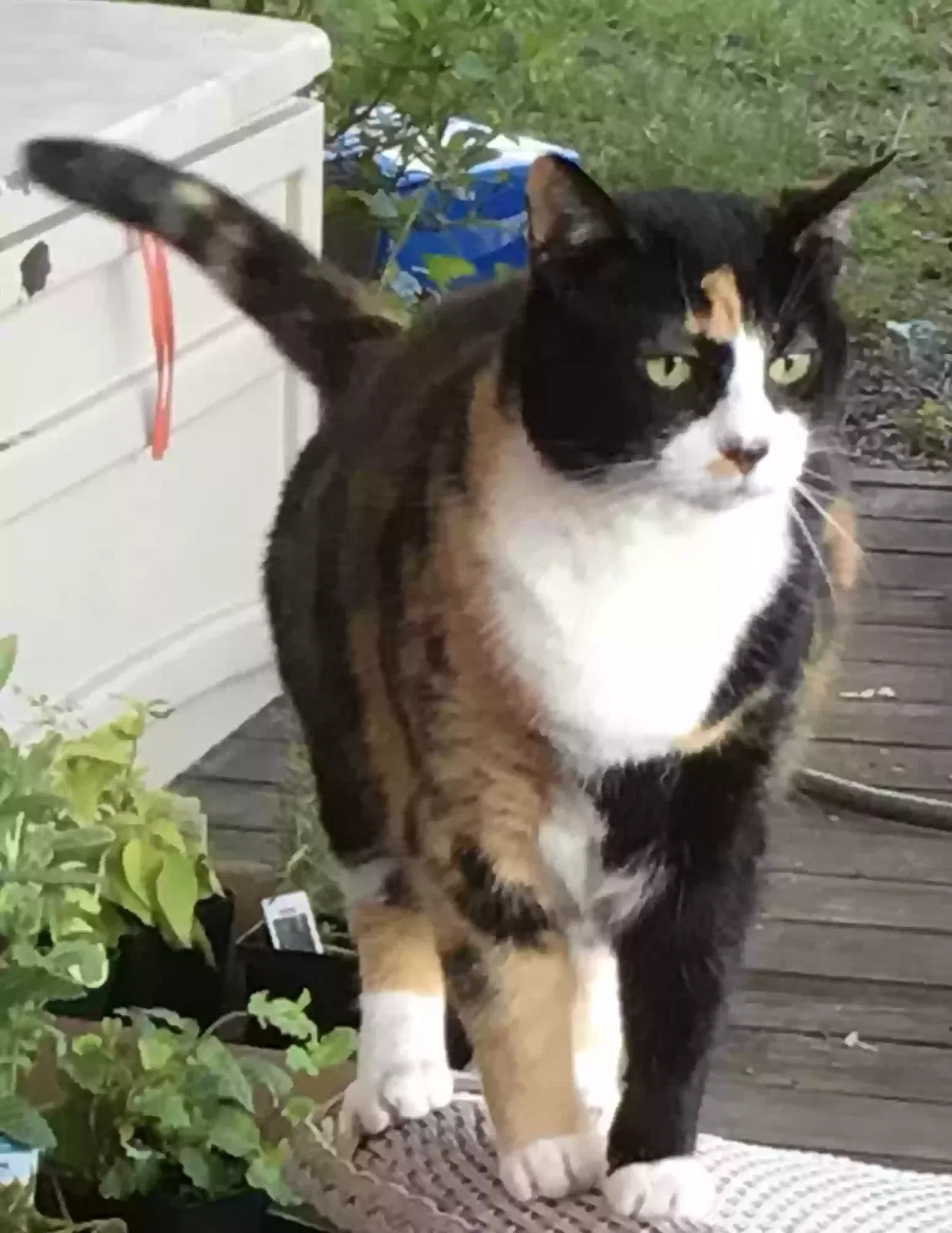 Lost cat in Parkton, MD, 21120