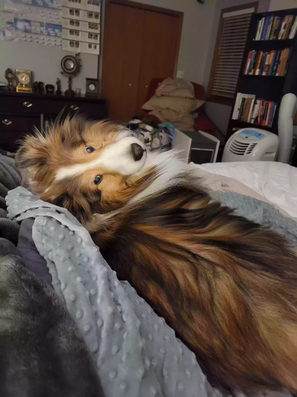 Lost dog in Orrville, OH, 44667