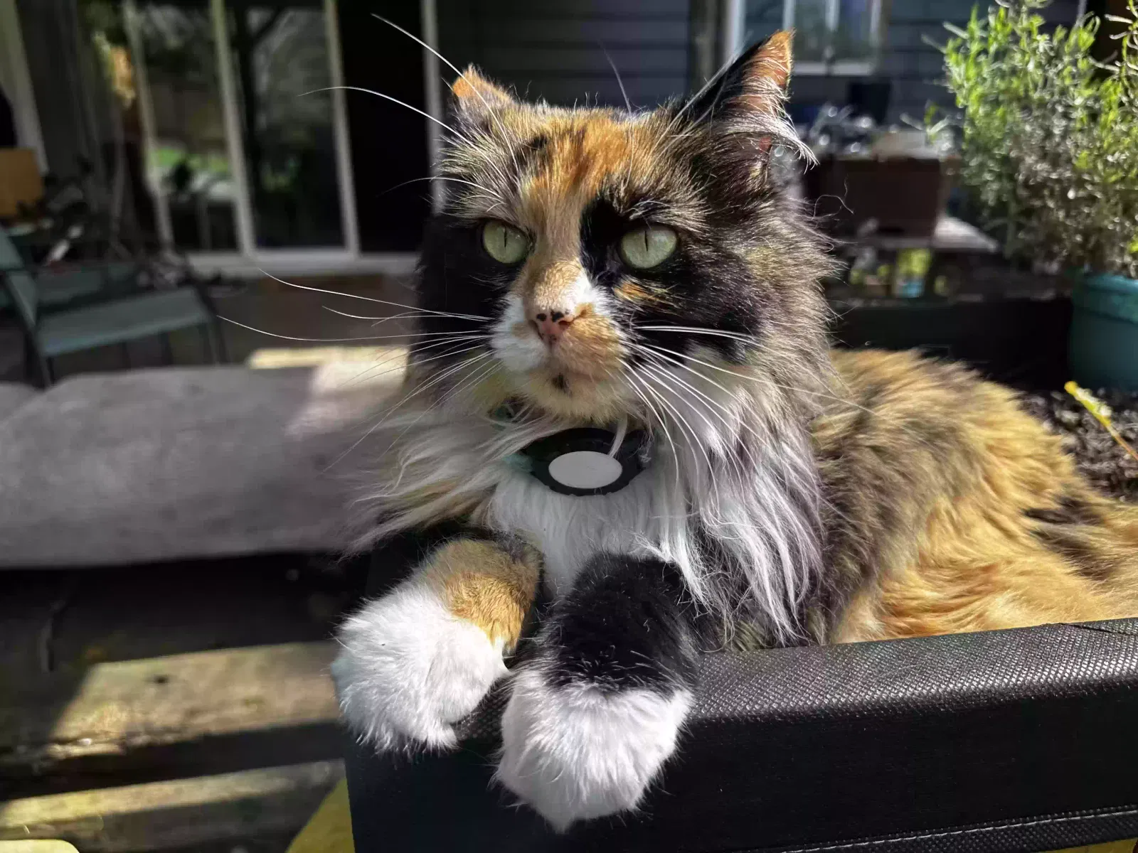Lost cat in Bellevue, WA, 98008