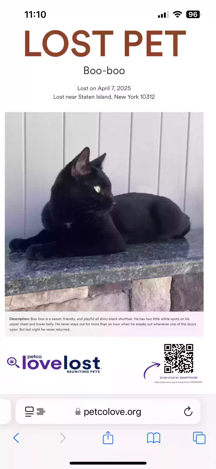 Lost cat in Staten Island, NY, 10312