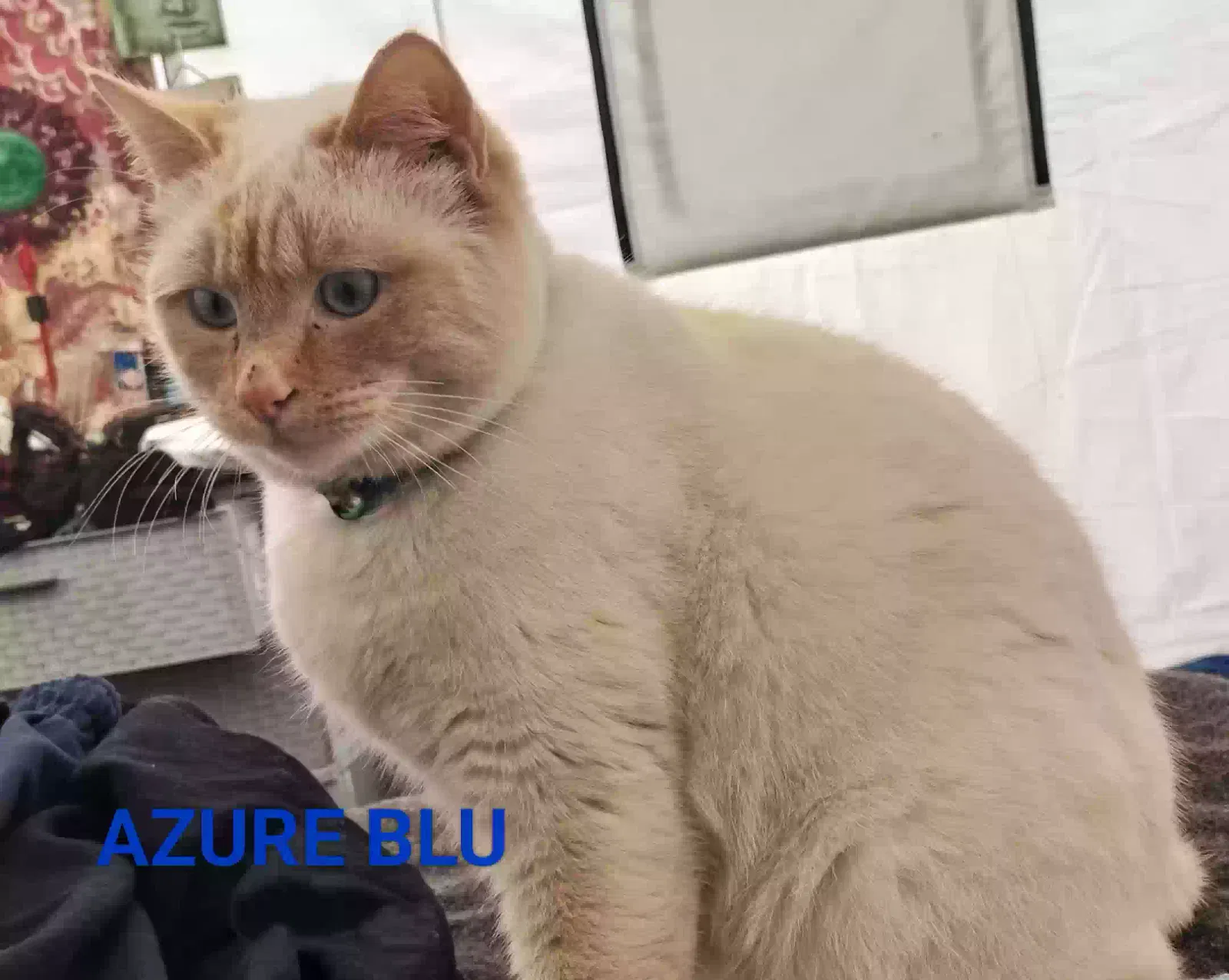 Lost cat in Portland, OR, 97239