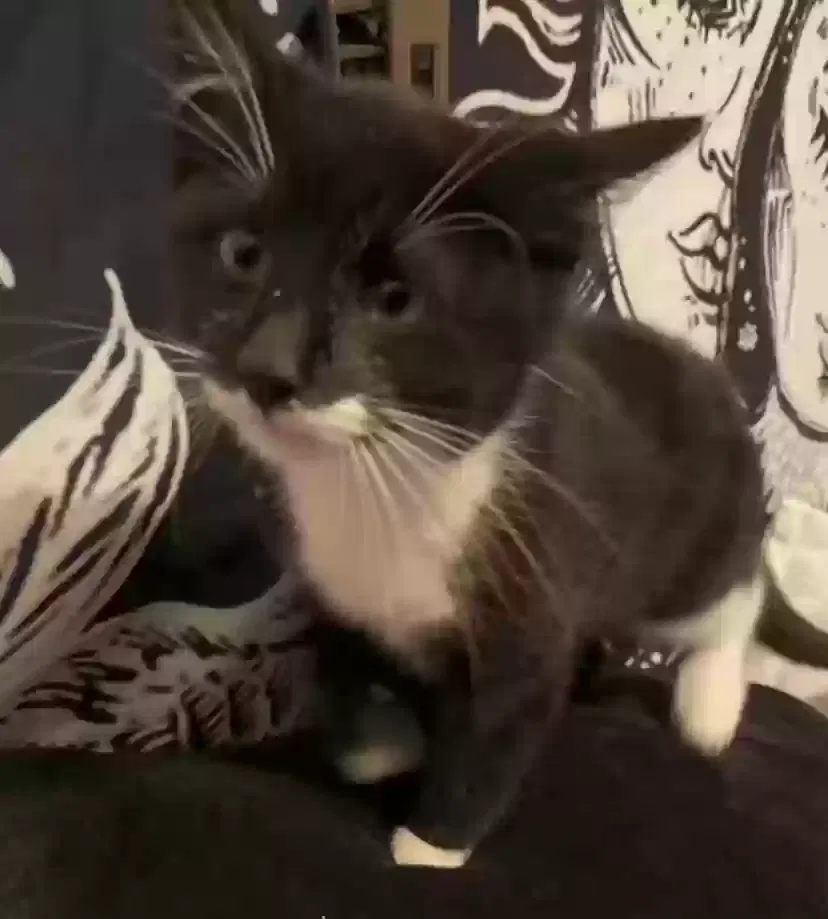 Lost cat in Cleveland, TX, 77327