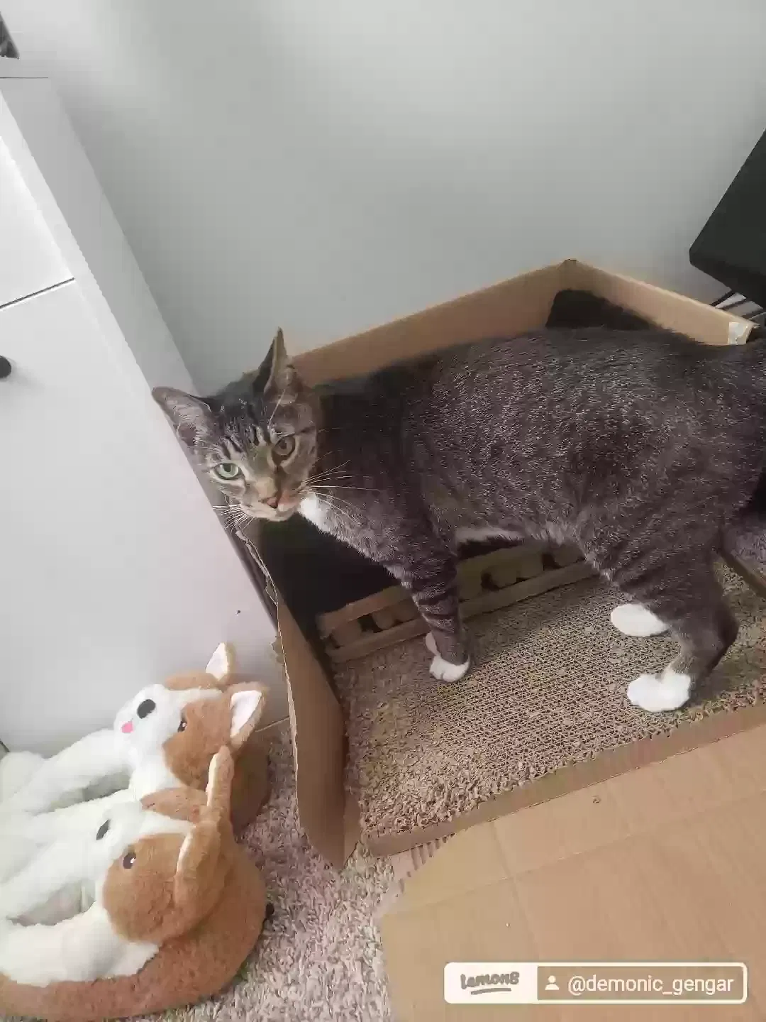 Lost cat in Melbourne, FL, 32940