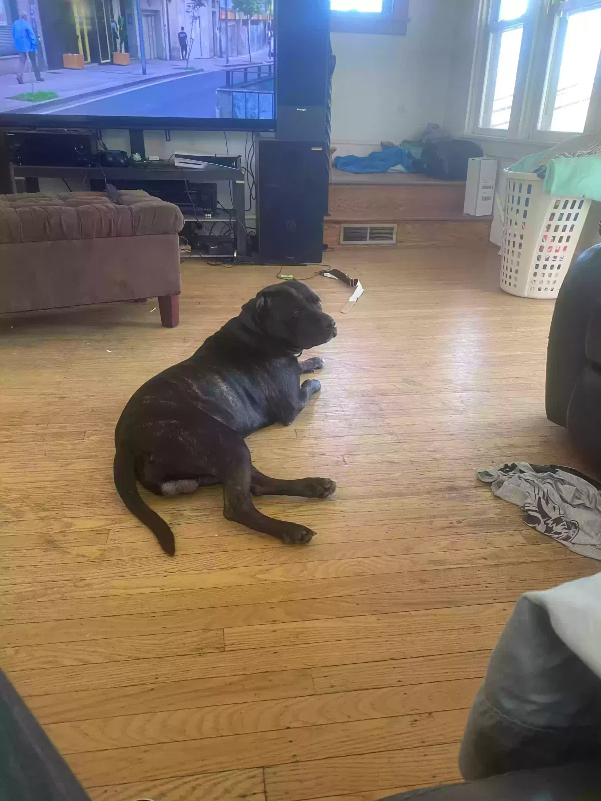 Lost dog in Chadds Ford, PA, 19317