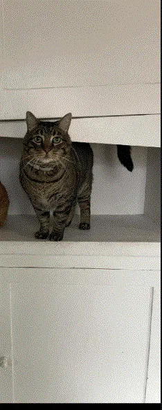 Lost cat in San Antonio, TX, 78201