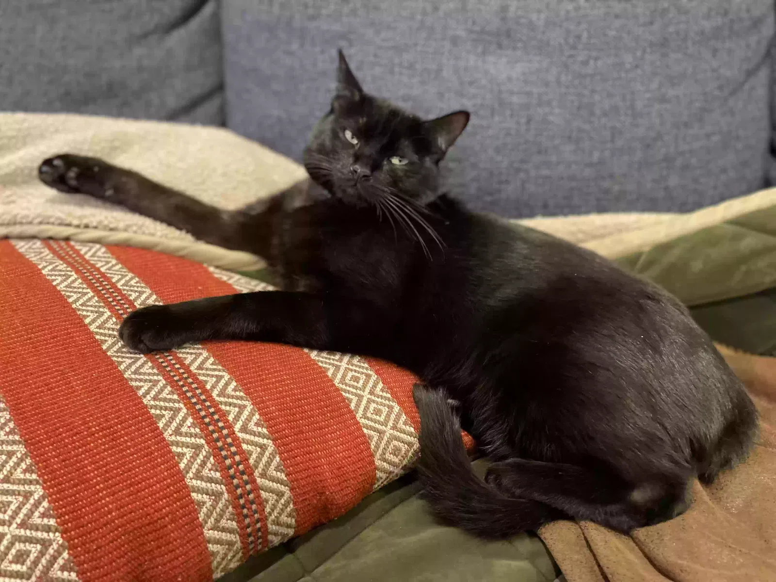 Lost cat in Bethesda, MD, 20817