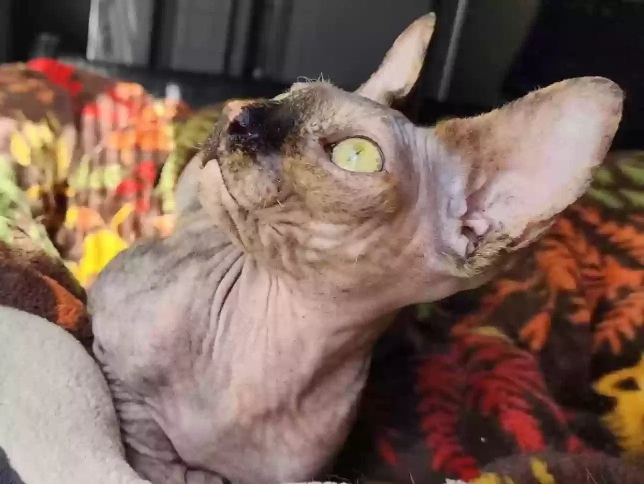 Lost cat in Bakersfield, CA, 93308