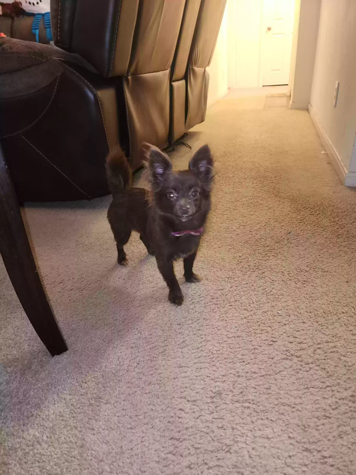 Lost dog in Suitland, MD, 20746