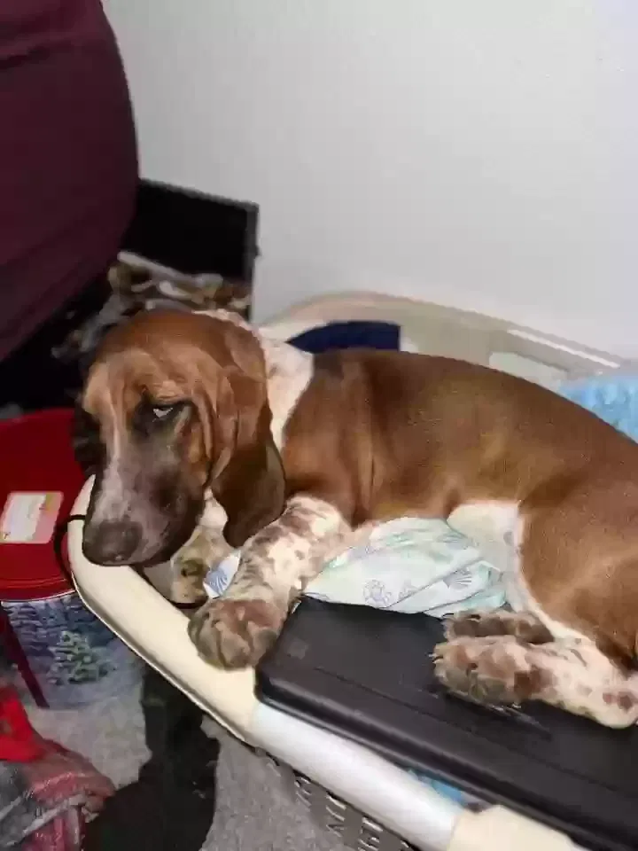 Lost dog in Sheridan, AR, 72150