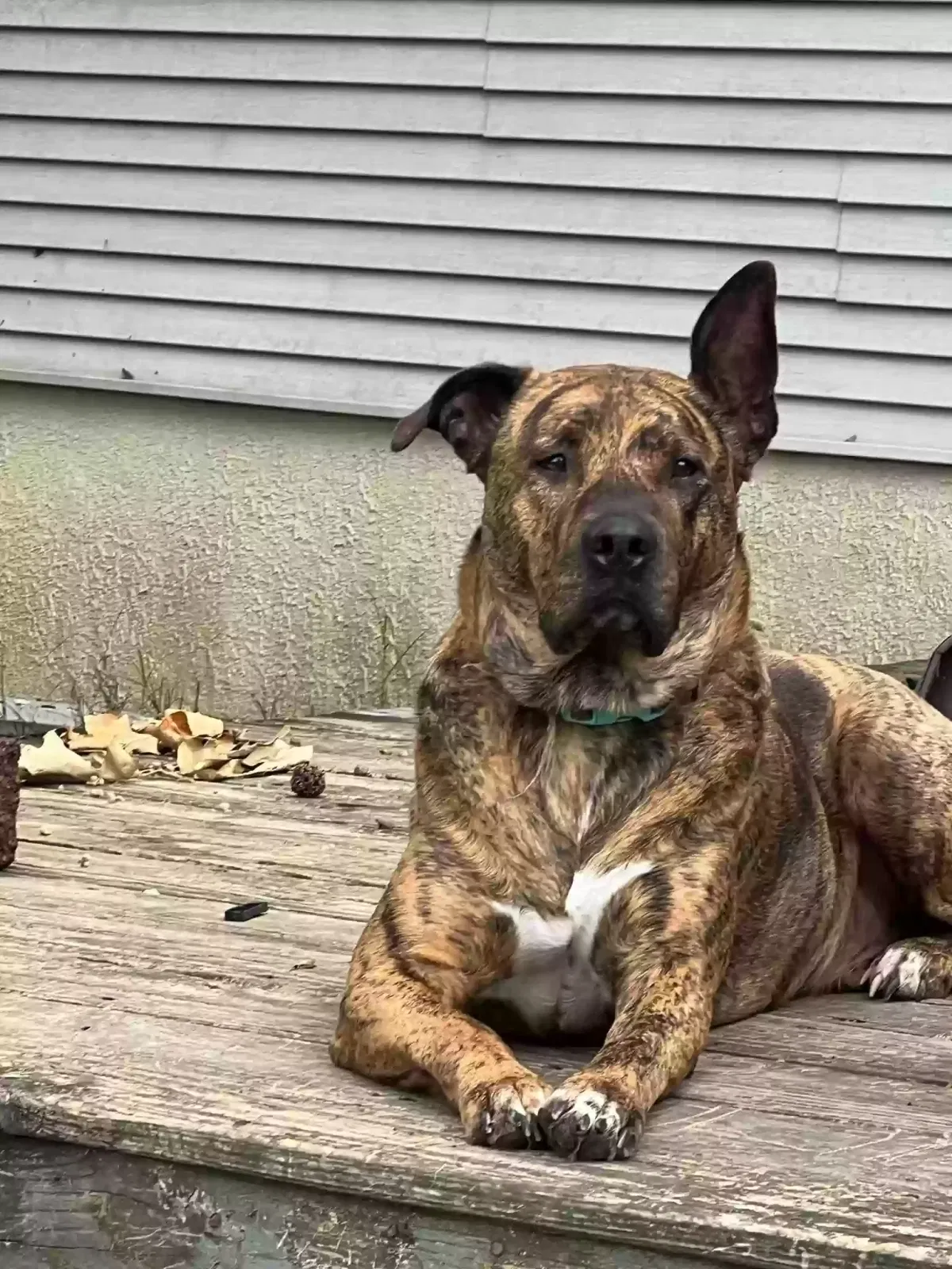 Lost dog in Sheridan, AR, 72150
