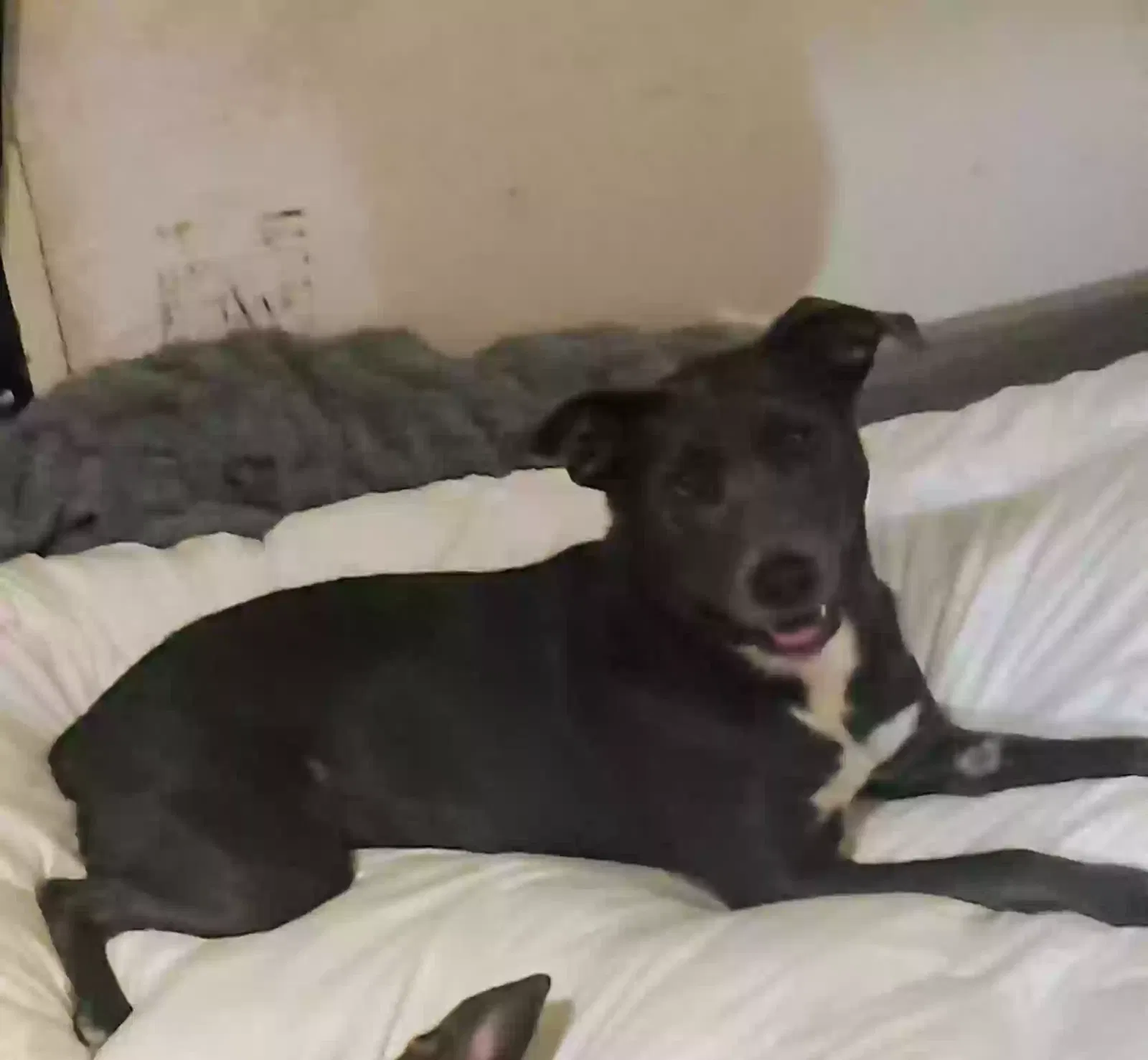 Lost dog in Portland, OR, 97230
