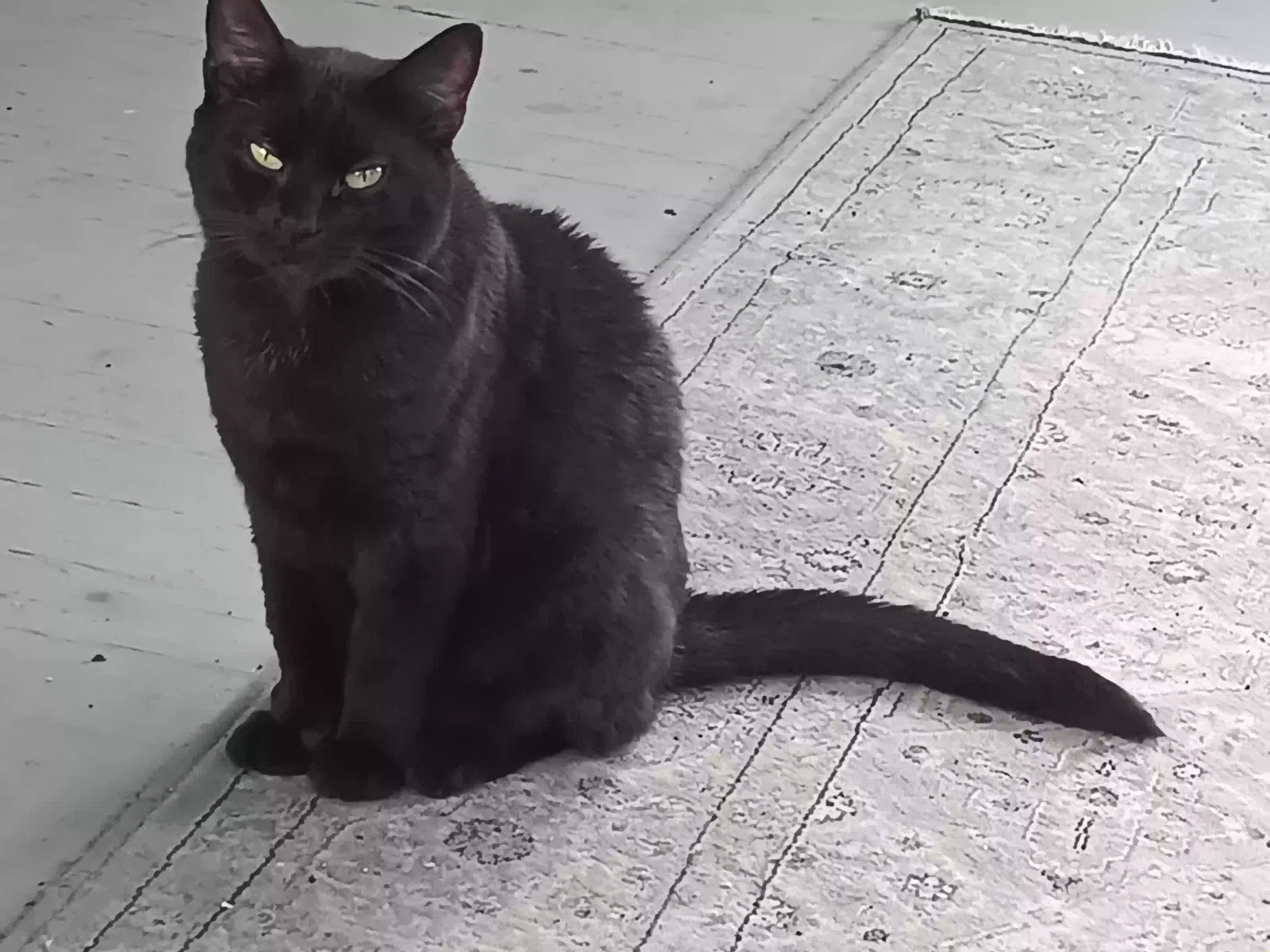 Lost cat in Parkersburg, WV, 26101