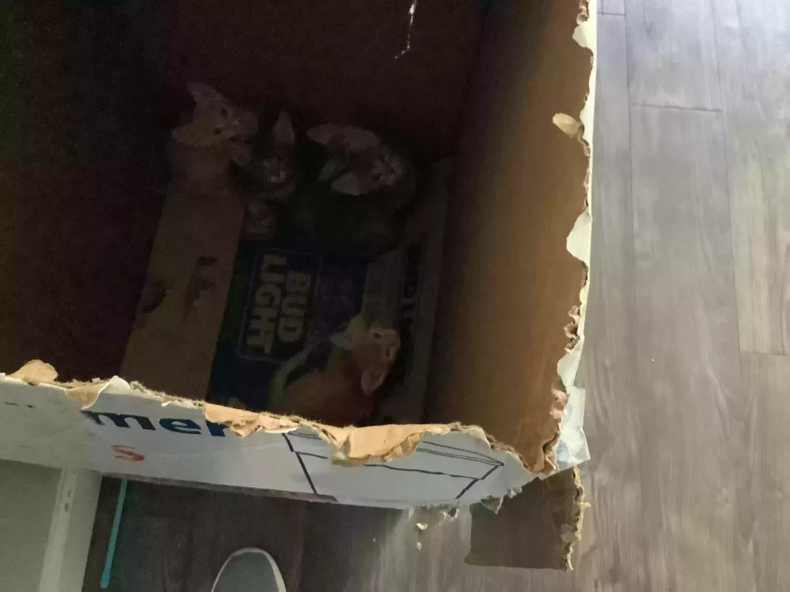 Found cat in Memphis, TN, 38118