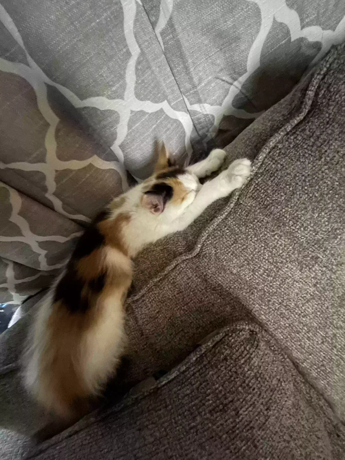 Lost cat in Grove City, OH, 43123