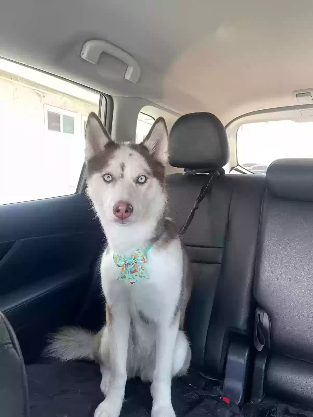 Lost dog in Reseda, CA, 91335