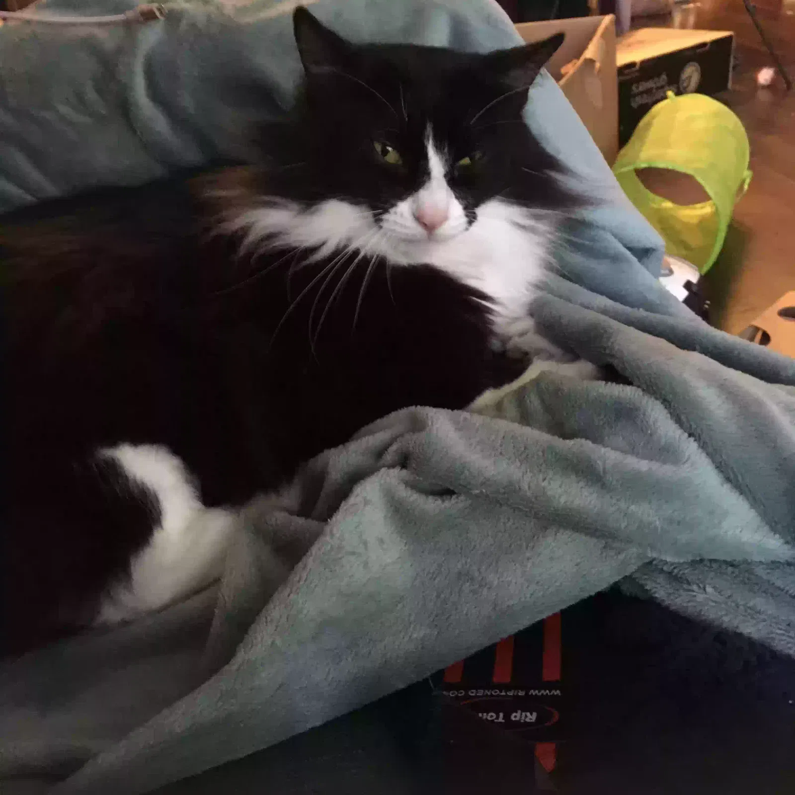 Lost cat in Miami, FL, 33162