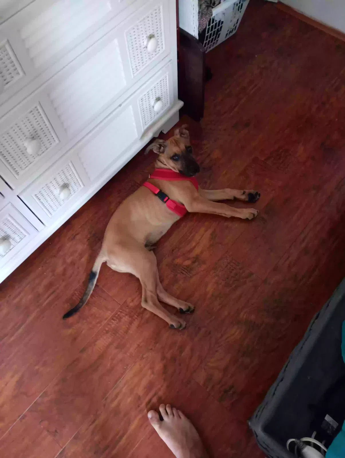 Lost dog in West Palm Beach, FL, 33411