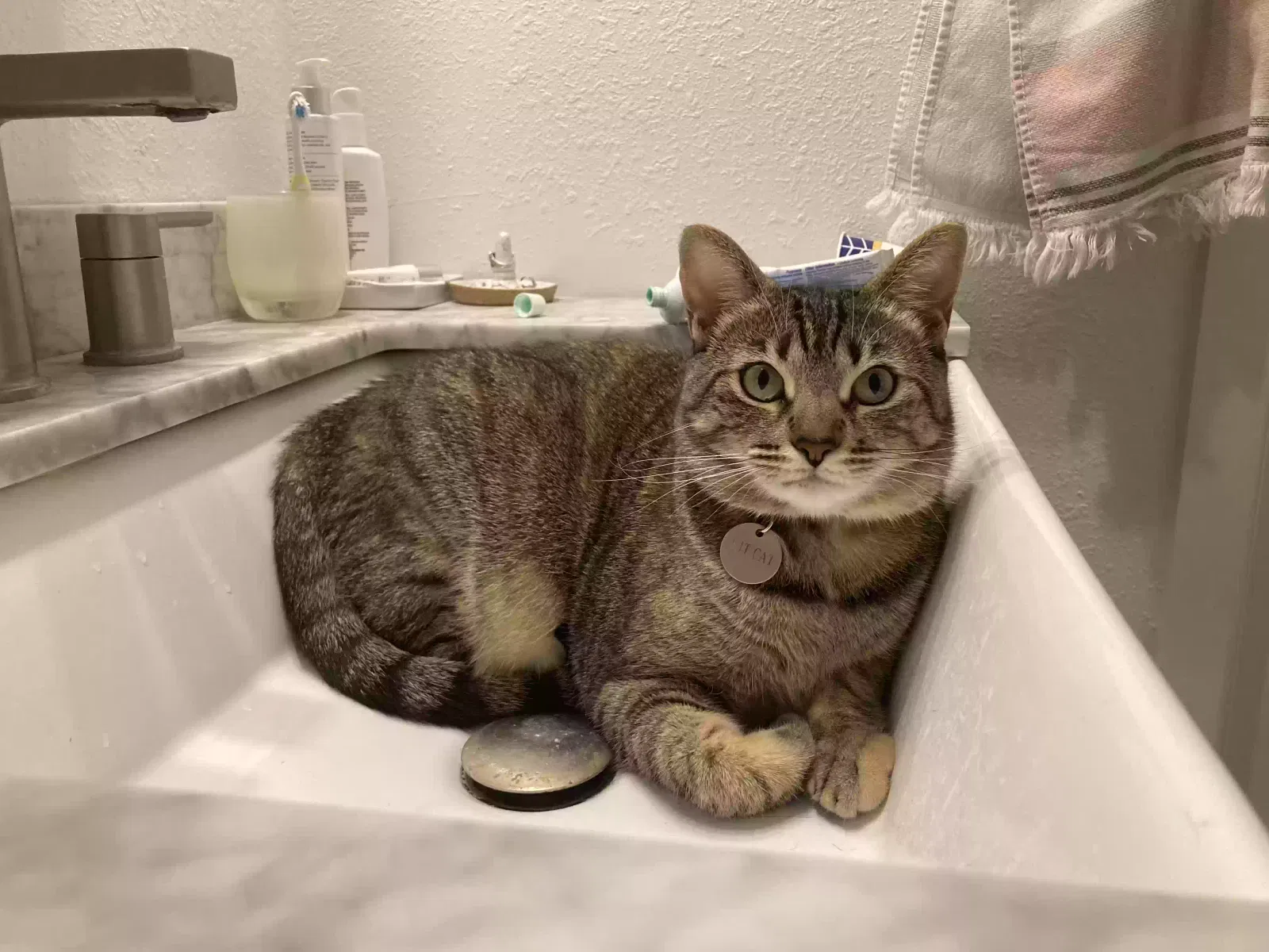 Lost cat in Solana Beach, CA, 92075