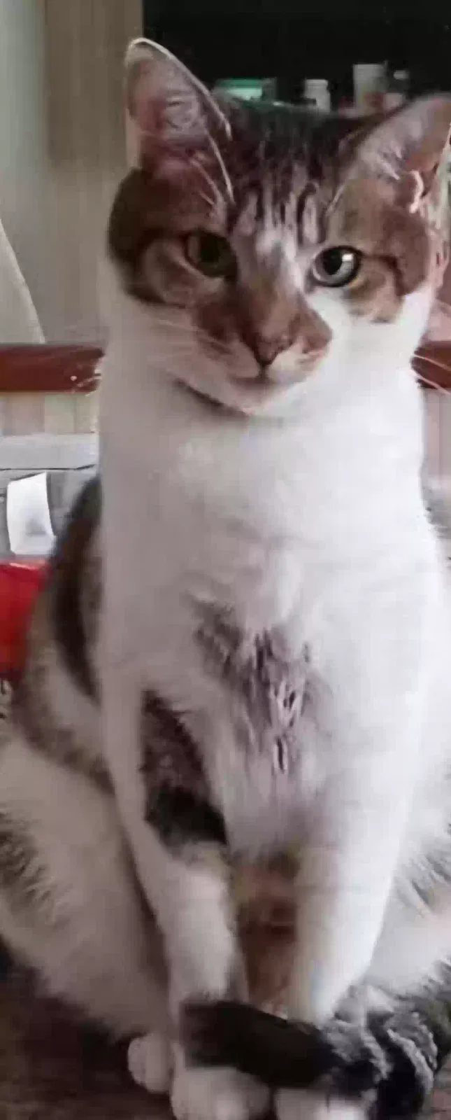 Lost cat in Alcoa, TN, 37701
