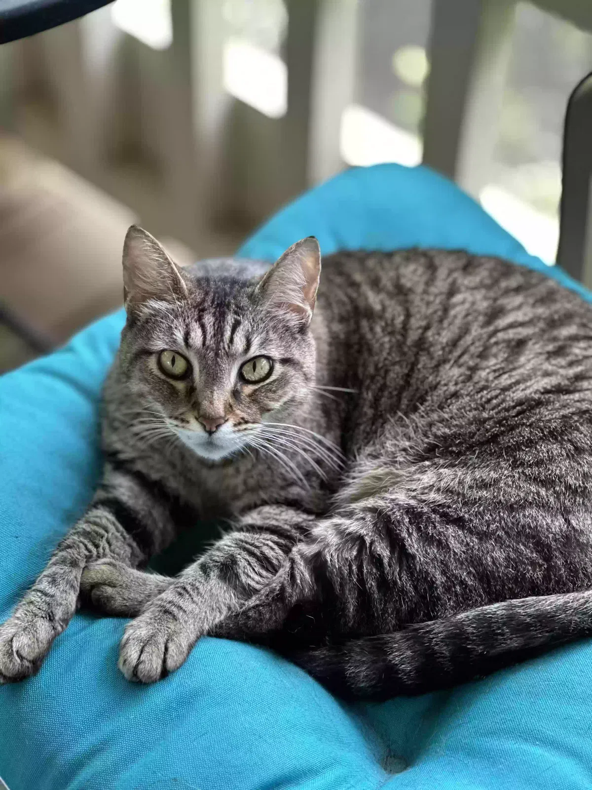 Lost cat in Austin, TX, 78738