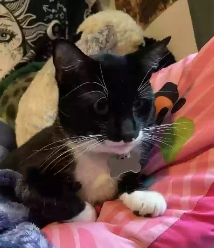 Lost cat in Cleveland, TX, 77327