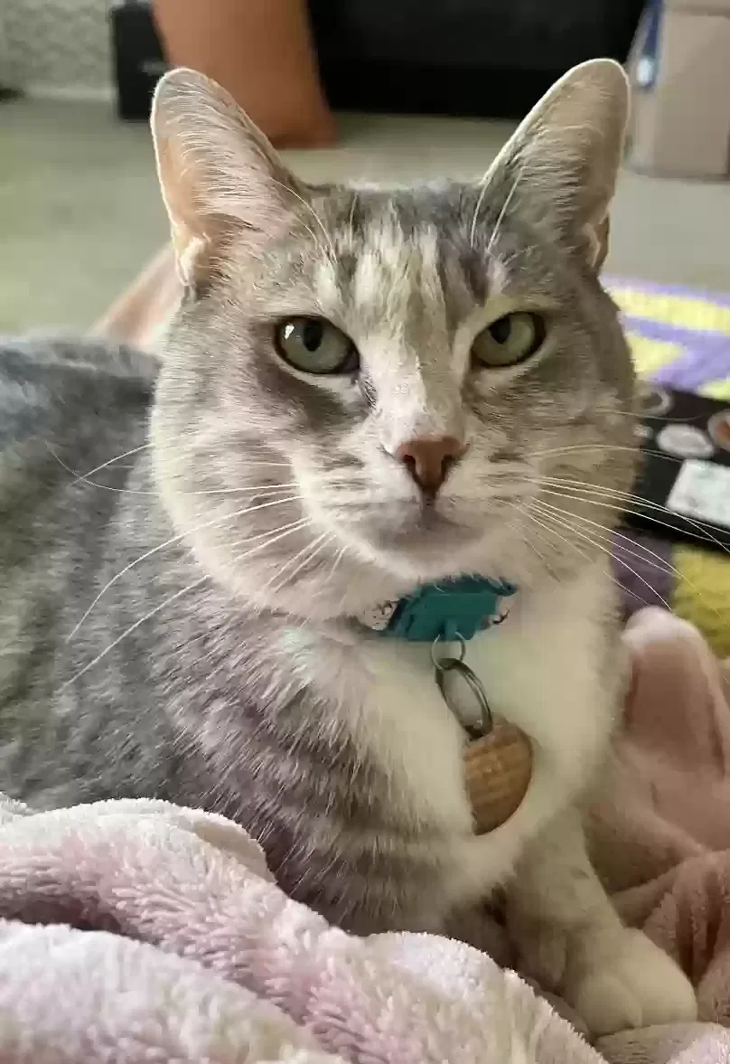 Lost cat in Beltsville, MD, 20705