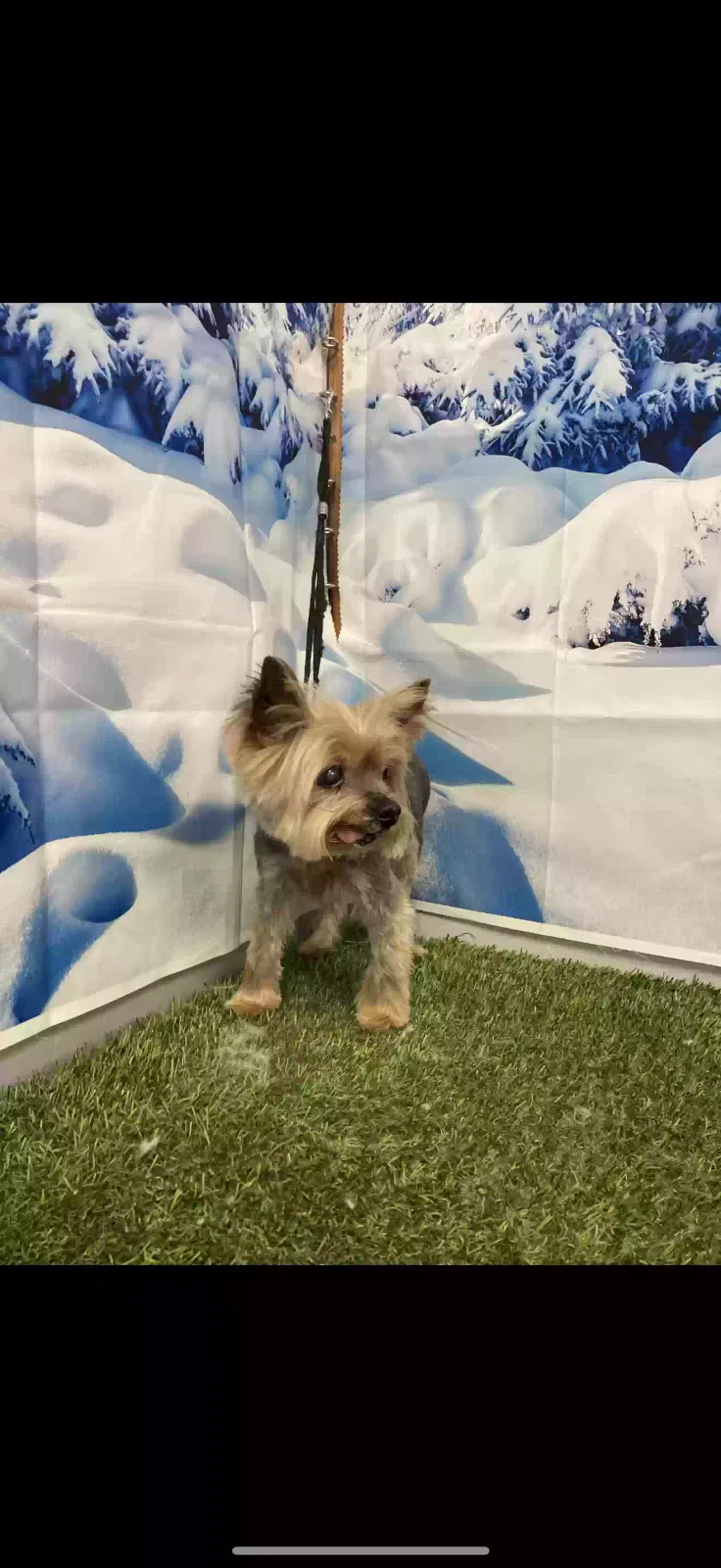 Lost dog in Wellston, OK, 74881